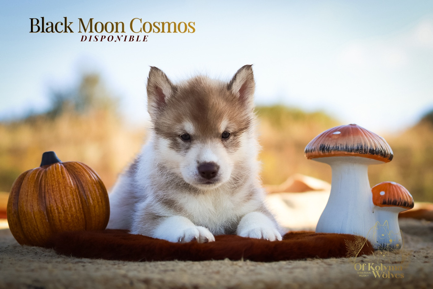 Of Kolyma Wolves - Chiots disponibles - Siberian Husky