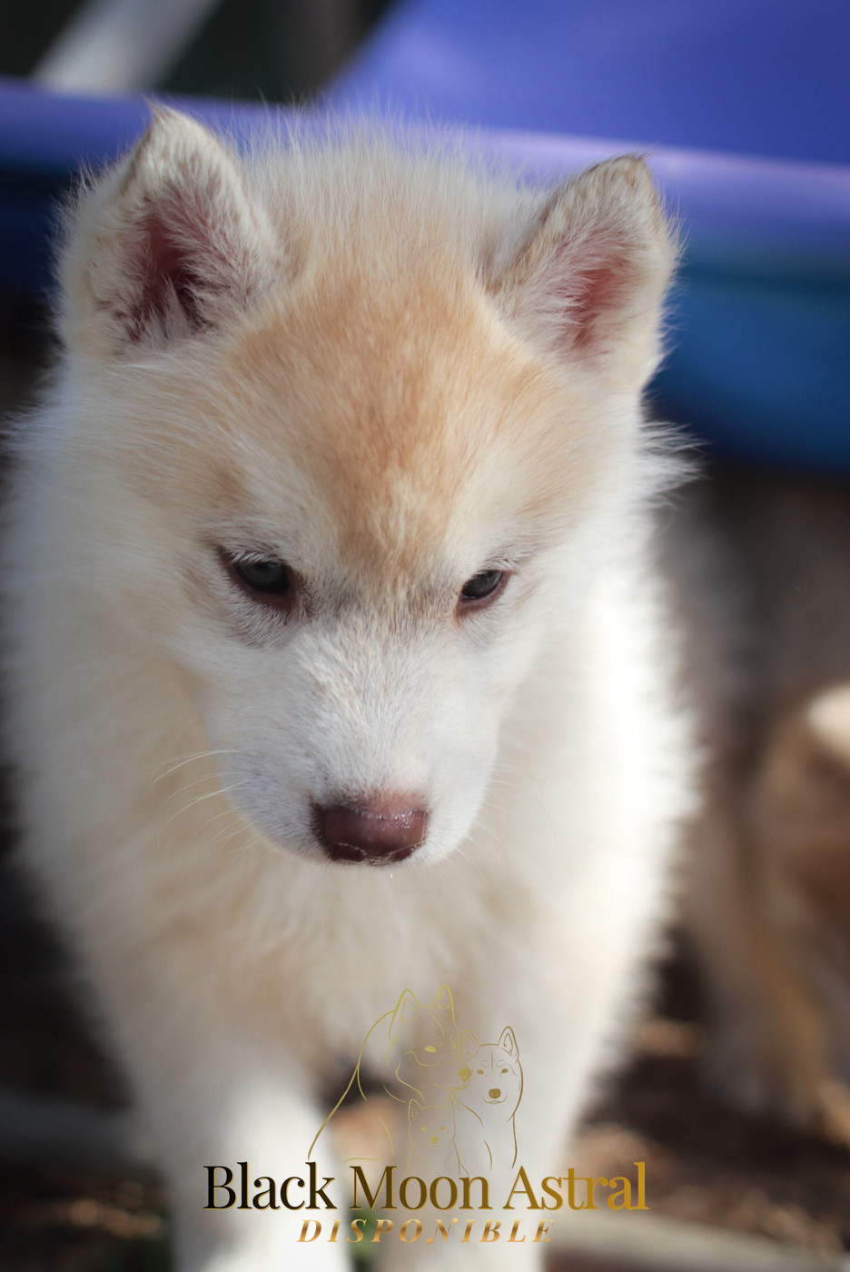 Of Kolyma Wolves - Chiots disponibles - Siberian Husky