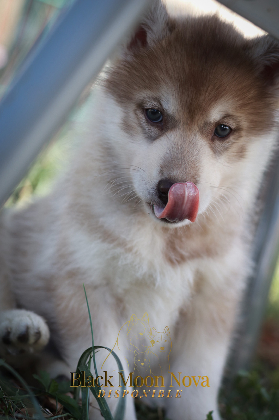 Of Kolyma Wolves - Chiots disponibles - Siberian Husky