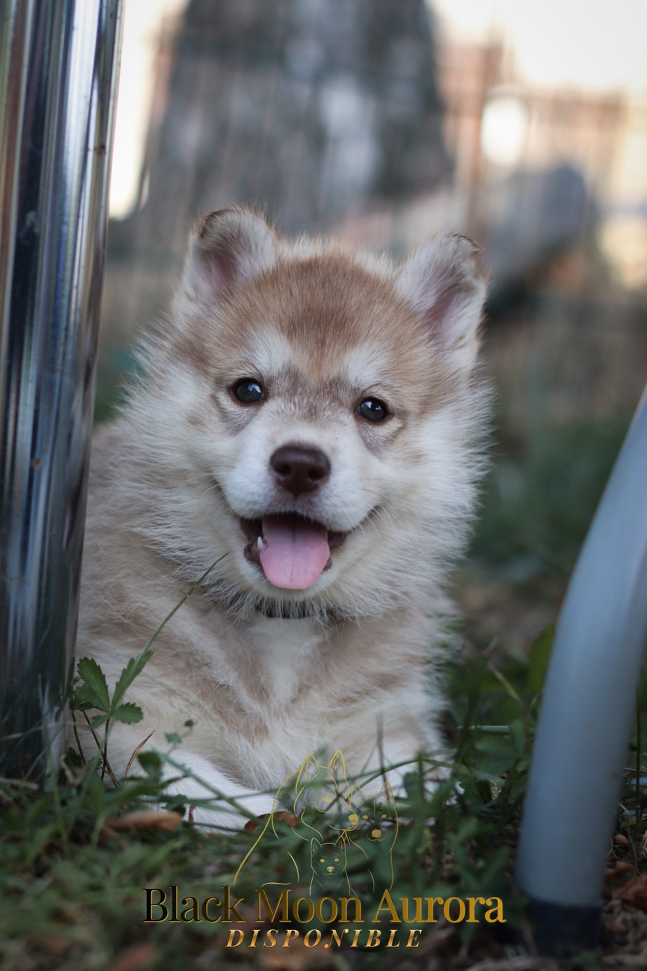 Of Kolyma Wolves - Chiots disponibles - Siberian Husky