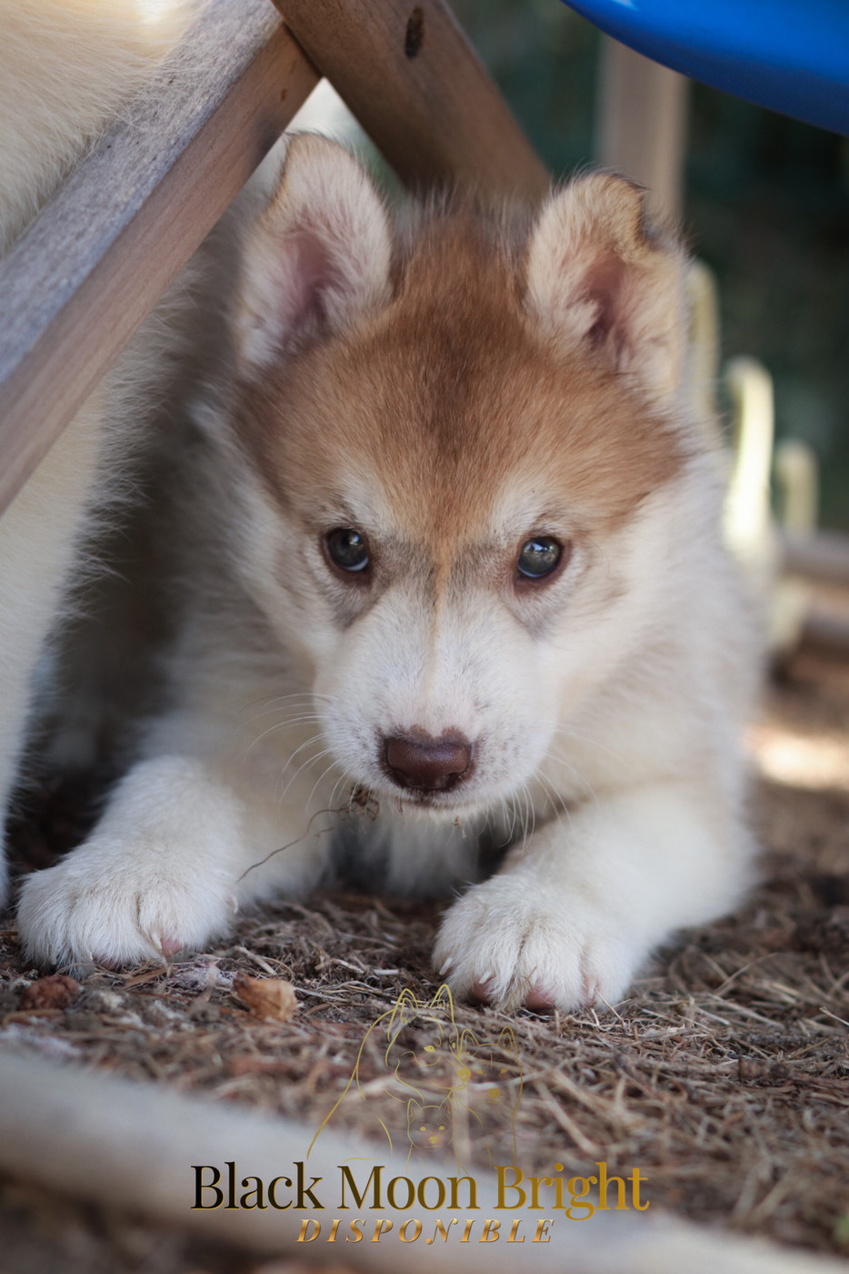 Of Kolyma Wolves - Chiots disponibles - Siberian Husky