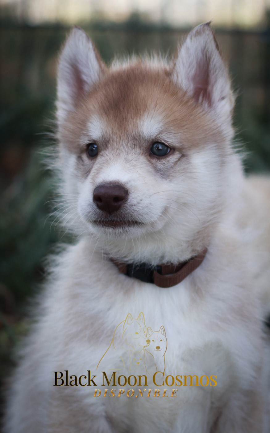 Of Kolyma Wolves - Chiots disponibles - Siberian Husky