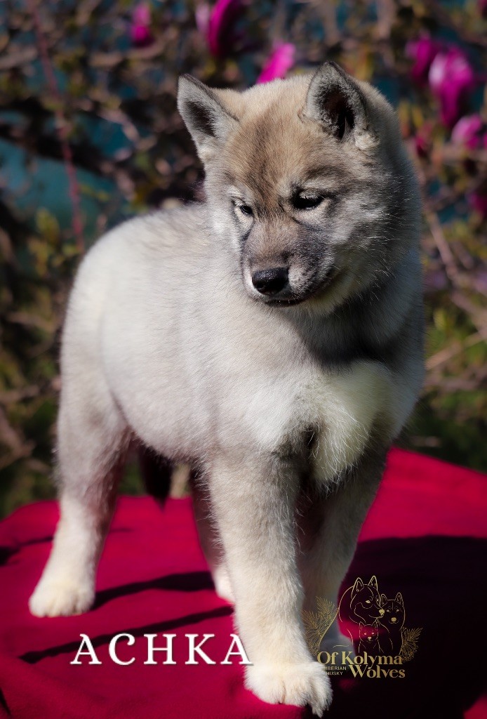 Of Kolyma Wolves - Chiots disponibles - Siberian Husky