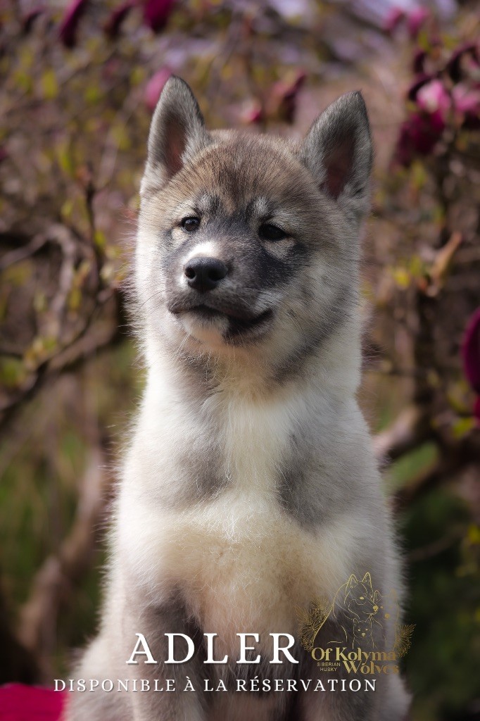 Of Kolyma Wolves - Chiots disponibles - Siberian Husky