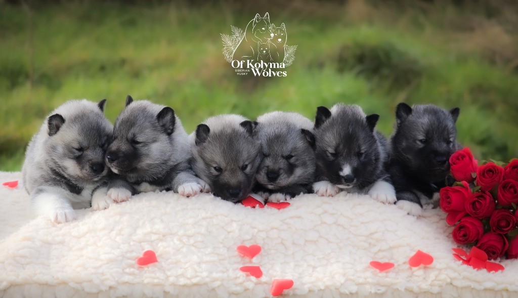 Chiot Siberian Husky Of Kolyma Wolves