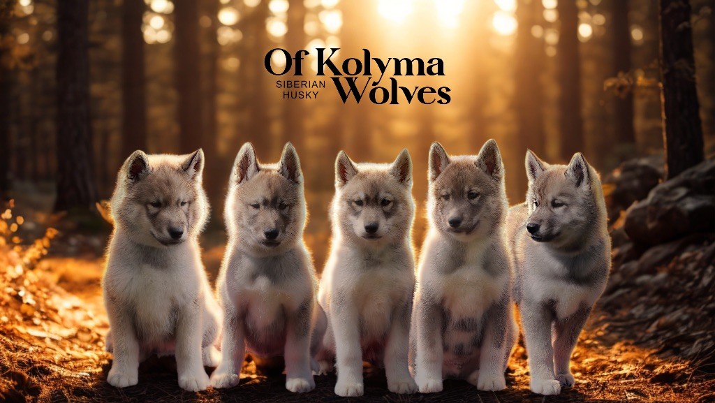 Chiot Siberian Husky Of Kolyma Wolves