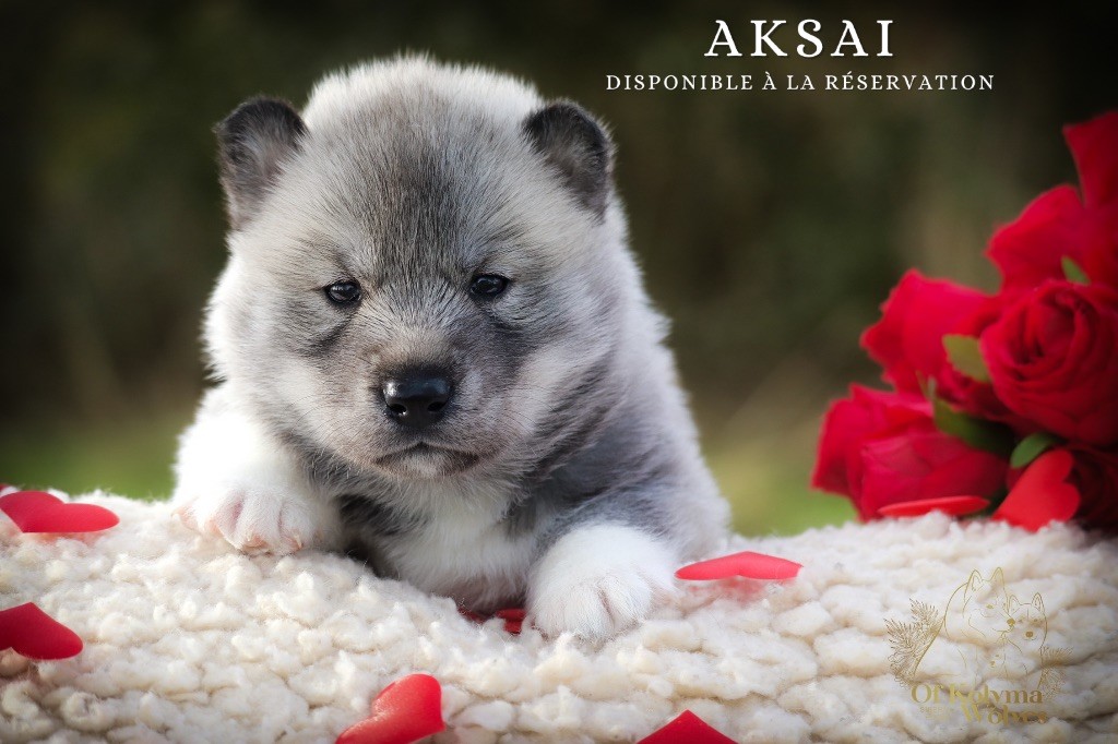 Of Kolyma Wolves - Chiots disponibles - Siberian Husky