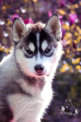 Ukura Of Kolyma Wolves 