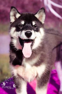 Ukko Of Kolyma Wolves 