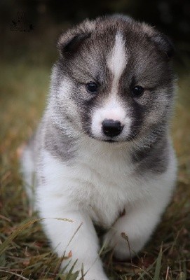 Sotchi of Kolyma Wolves