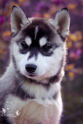 Unari Of Kolyma Wolves