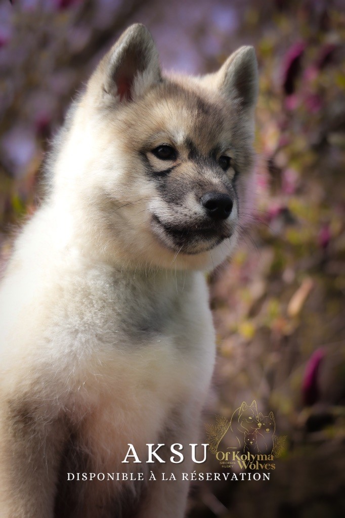 Of Kolyma Wolves - Chiots disponibles - Siberian Husky