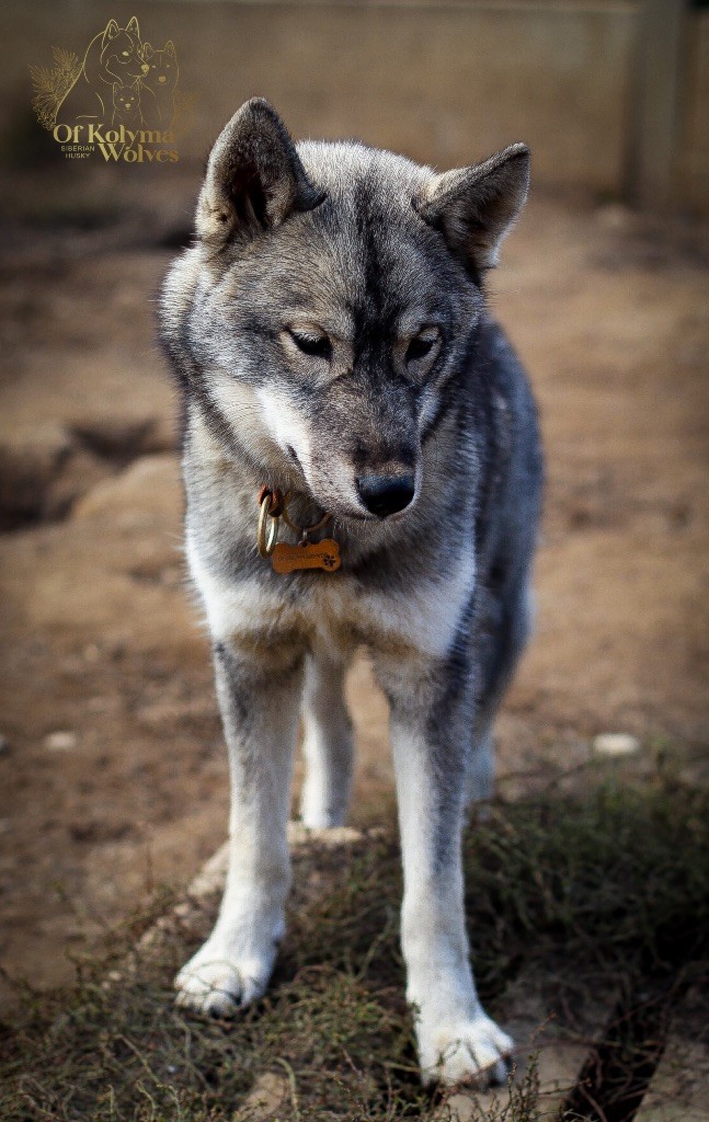 Of Kolyma Wolves - Chiots disponibles - Siberian Husky