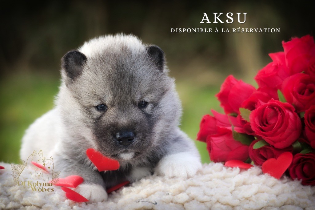 Of Kolyma Wolves - Chiots disponibles - Siberian Husky