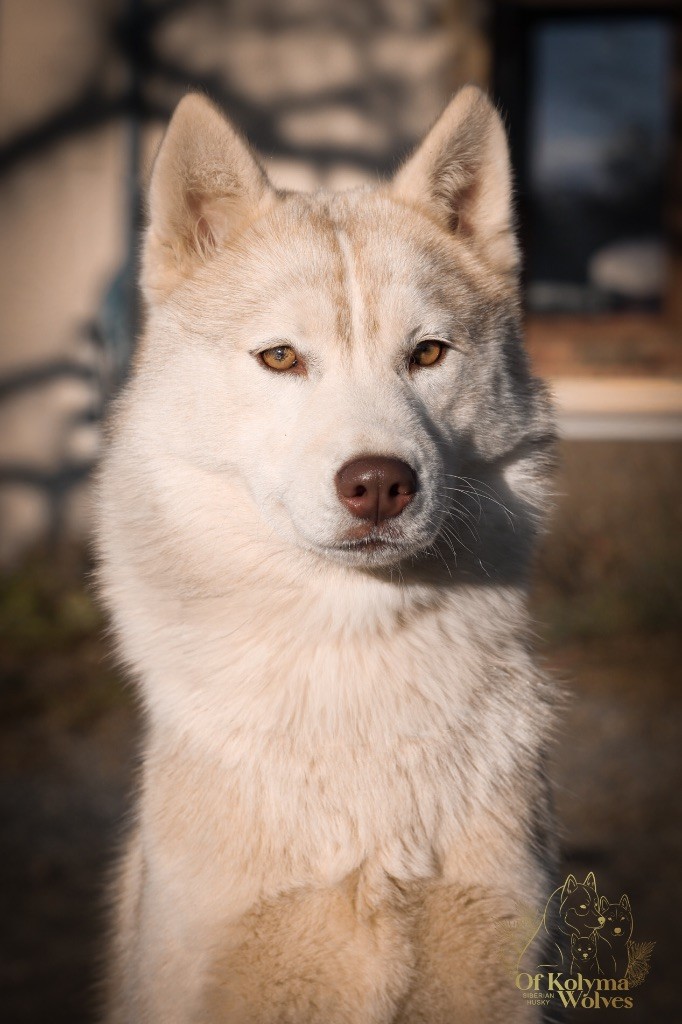Of Kolyma Wolves - Chiots disponibles - Siberian Husky